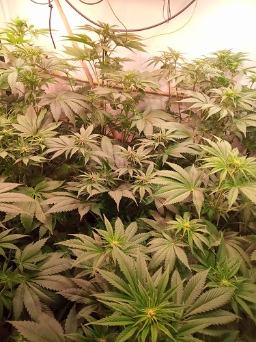 Growreport Bild 10