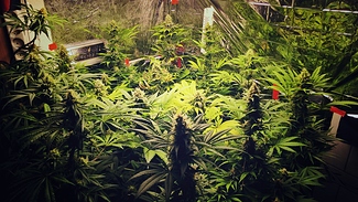 Growreport Bild 11