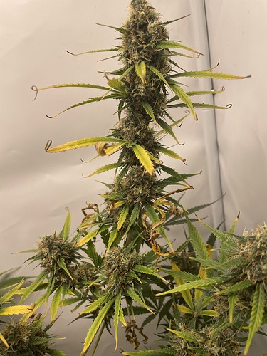 Growreport Bild 15