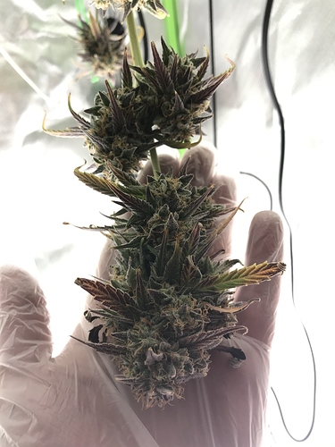 Growreport Bild 1