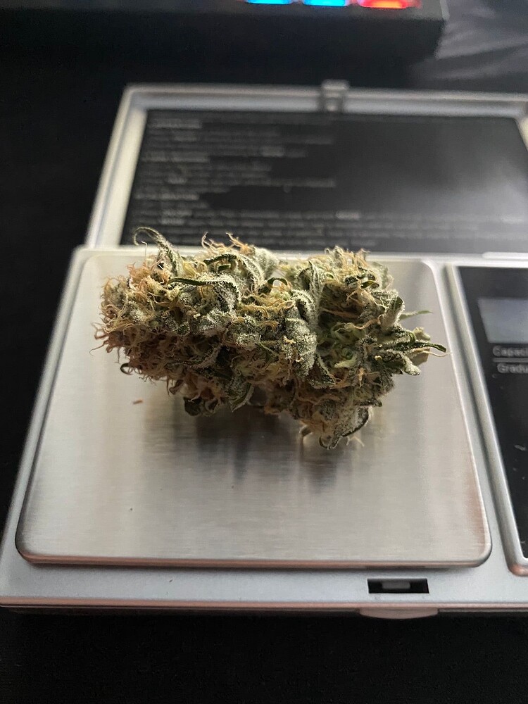 Erster Grow/Mini-Grow/Northern Lights/Indoor