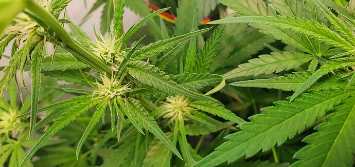 Growreport Bild 3