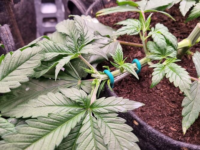 Growreport Bild 18