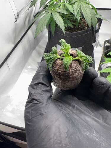 Growreport Bild 25