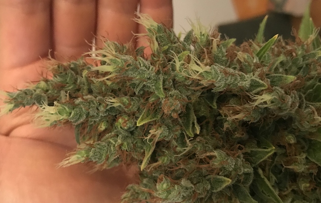 Growreport Bild 34