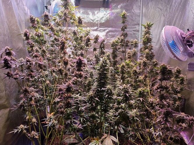 Growreport Bild 1