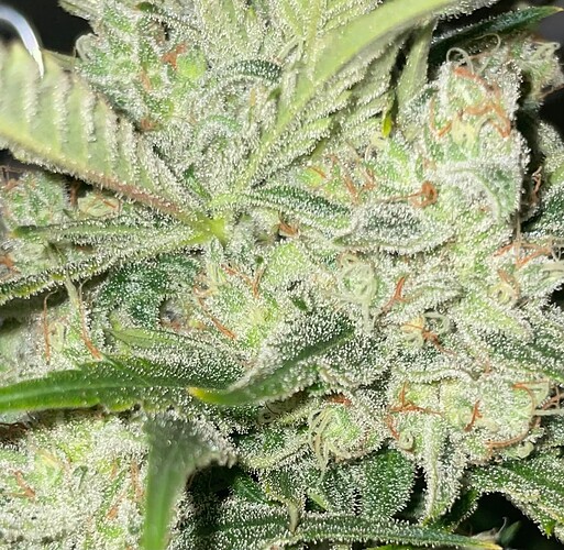 Growreport Bild 6