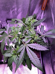 Growreport Bild 3