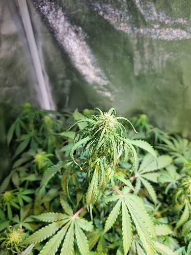 Growreport Bild 3
