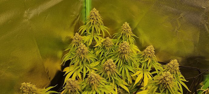 Growreport Bild 11