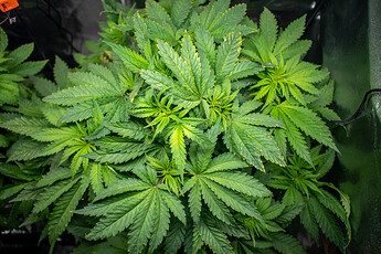 Growreport Bild 34