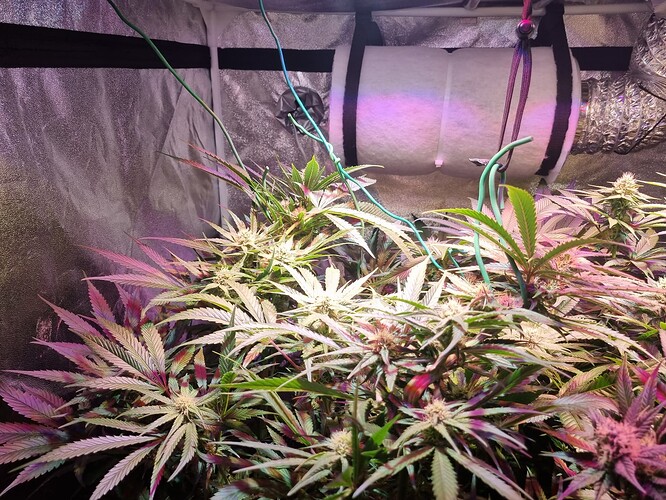 Growreport Bild 26