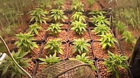 Growreport Bild 4