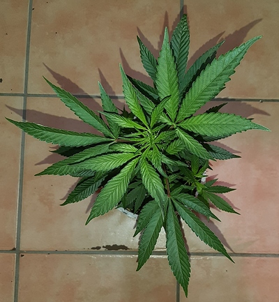 Growreport Bild 7