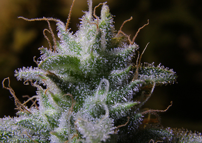 Growreport Bild 1