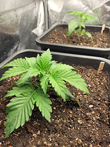 Growreport Bild 8