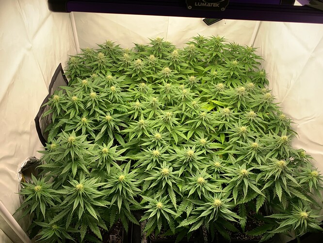 Growreport Bild 6