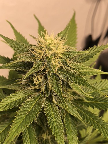 Growreport Bild 2