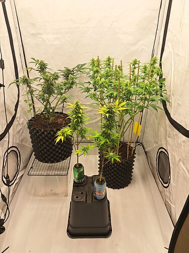 Growreport Bild 23