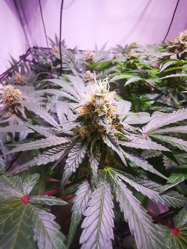 Growreport Bild 2