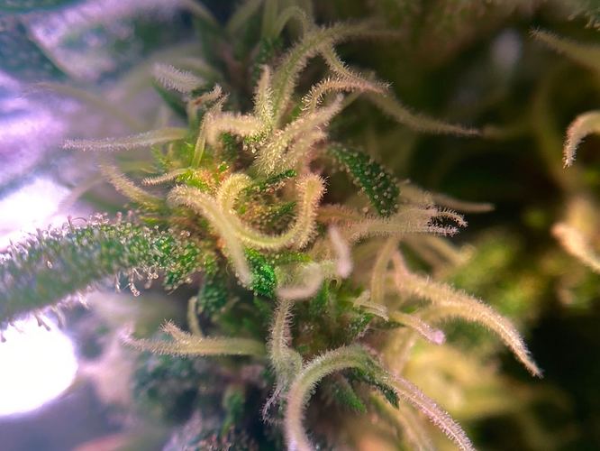Growreport Bild 38