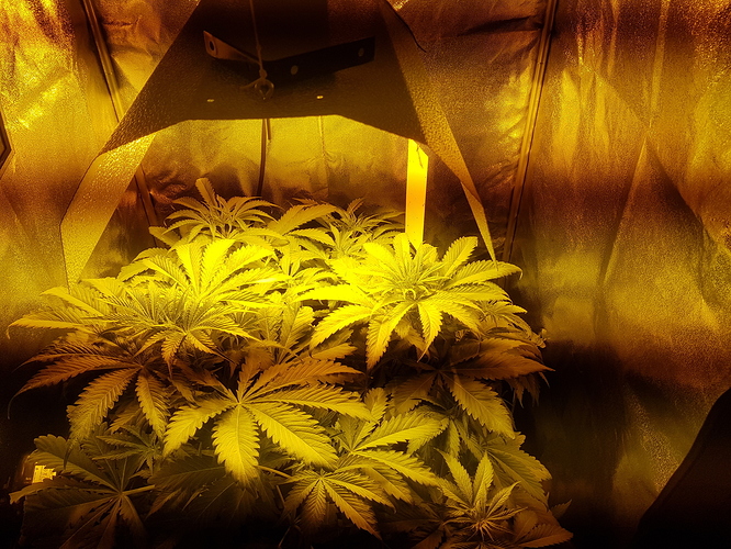 Growreport Bild 6
