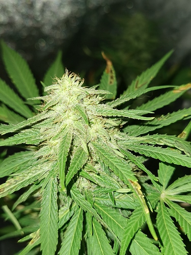 Growreport Bild 3