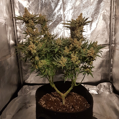 Growreport Bild 13