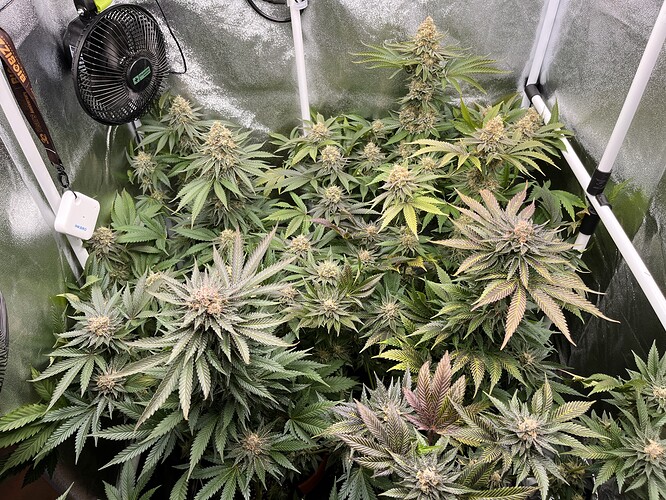 Growreport Bild 9