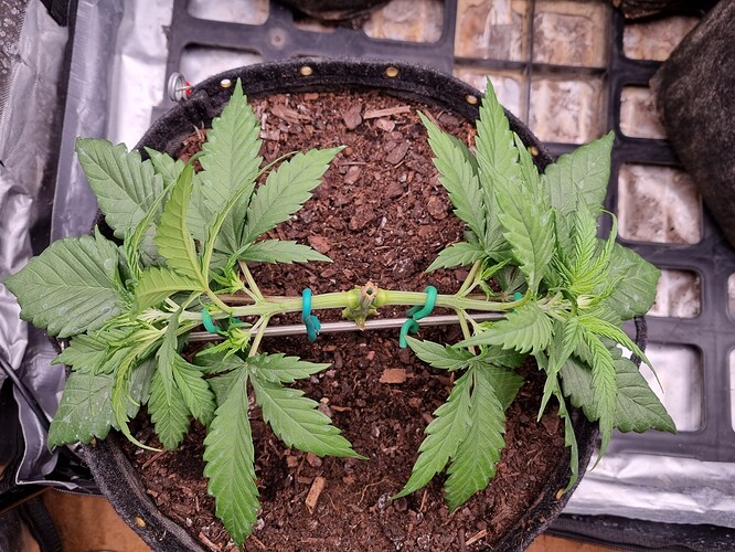 Growreport Bild 43