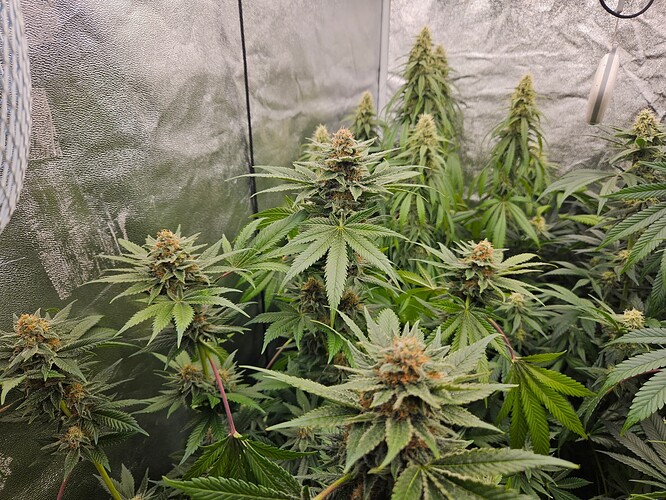 Growreport Bild 13