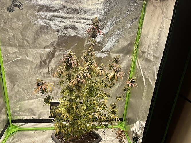 Growreport Bild 2