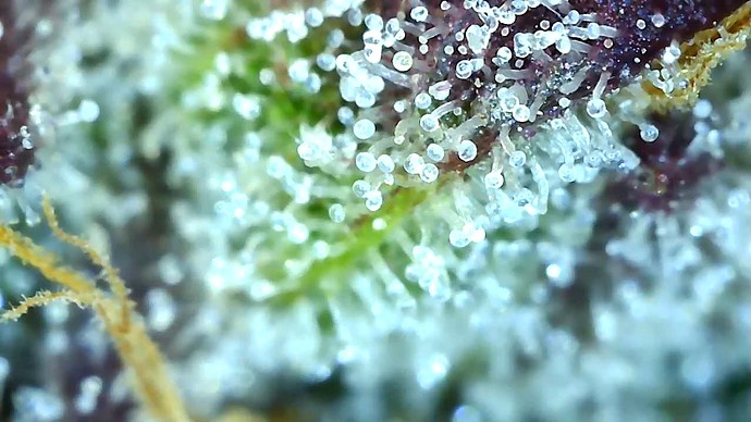 Growreport Bild 54