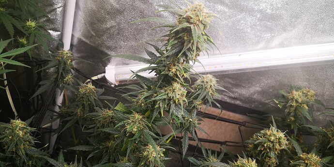 Growreport Bild 4