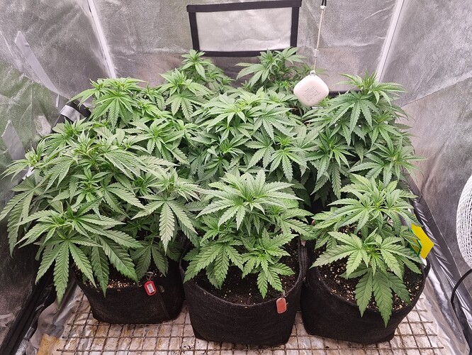 Growreport Bild 7