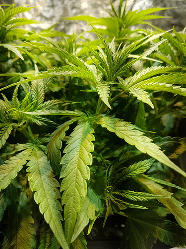 Growreport Bild 10