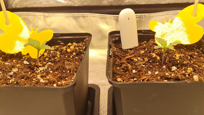 Growreport Bild 1