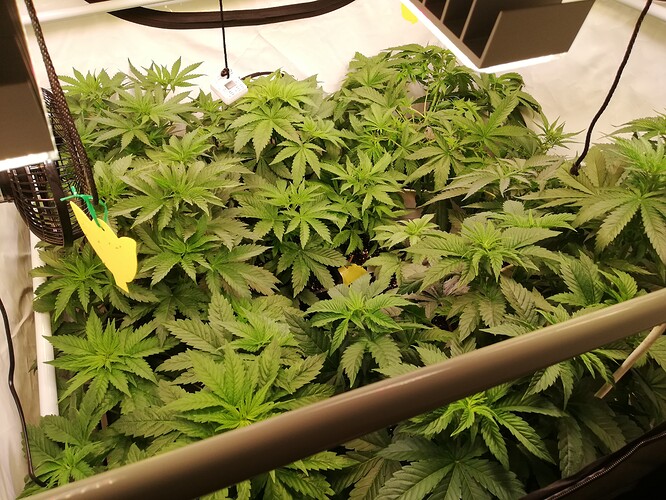 Growreport Bild 2