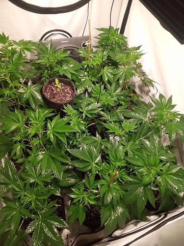 Growreport Bild 8