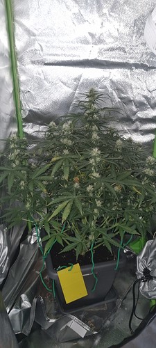 Growreport Bild 36