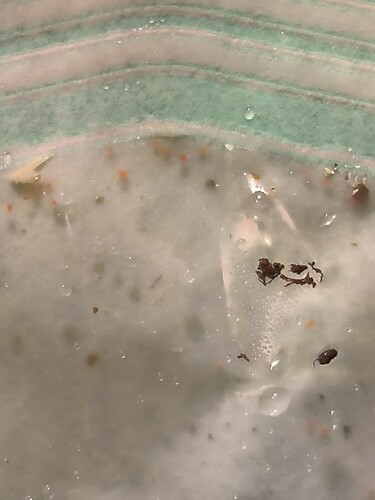 Growreport Bild 3