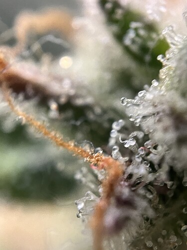 Growreport Bild 44