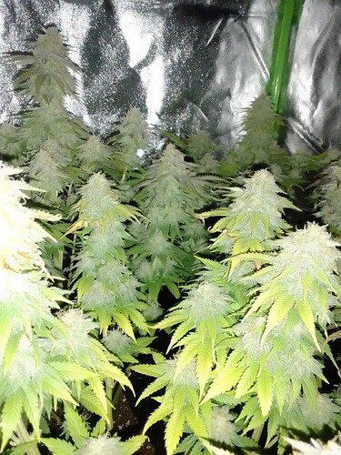 Growreport Bild 1