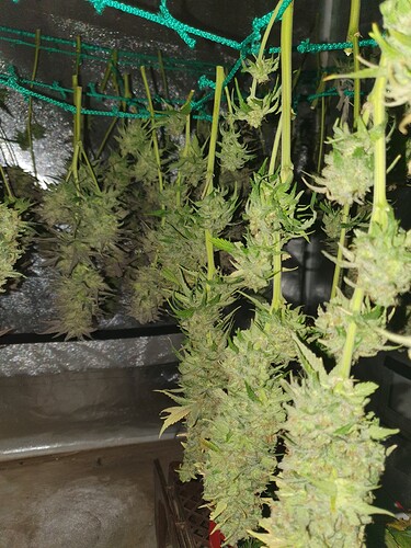 Growreport Bild 17