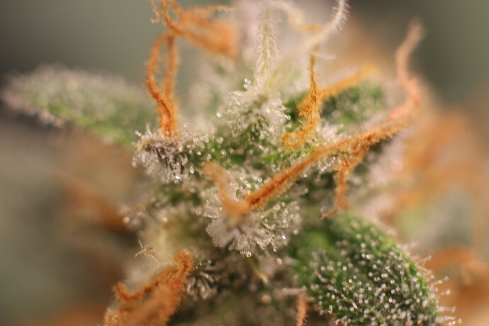 Growreport Bild 41