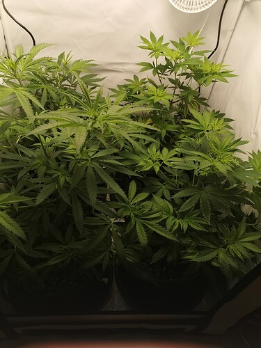 Growreport Bild 3