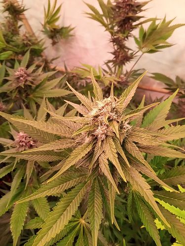 Growreport Bild 96