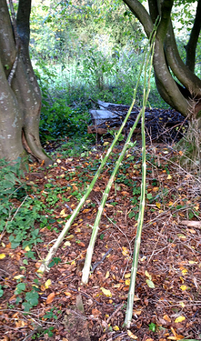 Growreport Bild 12