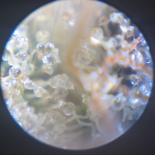 Growreport Bild 27