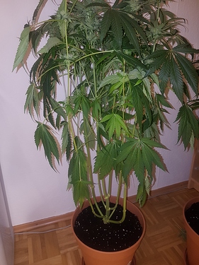 Growreport Bild 2